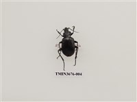 藏品(步行蟲(2))的圖片